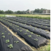 Агроволокно 50 г/м², 1.07×100 м чорно-біле з перфорацією 2 отвори